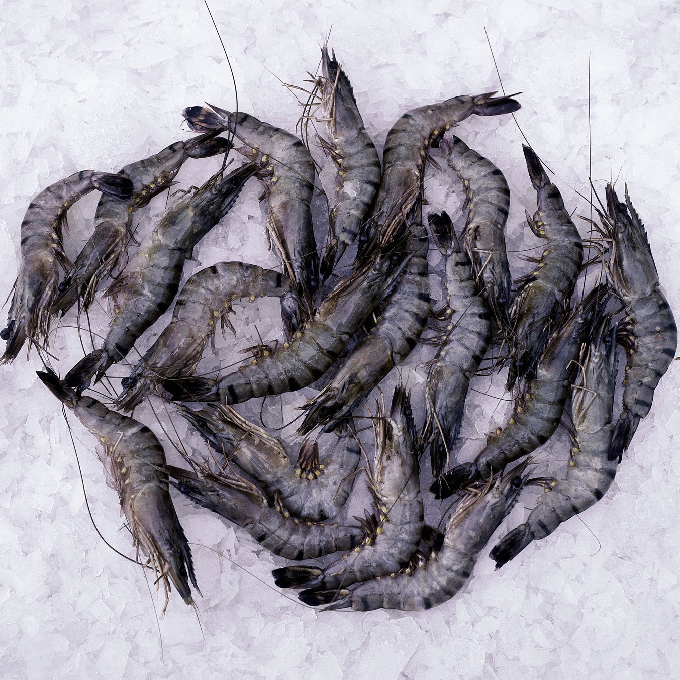 Crevettes grises entières de qualité supérieure, idéales pour vos préparations culinaires. Fraîches et savoureuses, elles apportent une touche authentique à vos plats. Parfaites pour les amateurs de fruits de mer recherchant une expérience gustative raffinée.