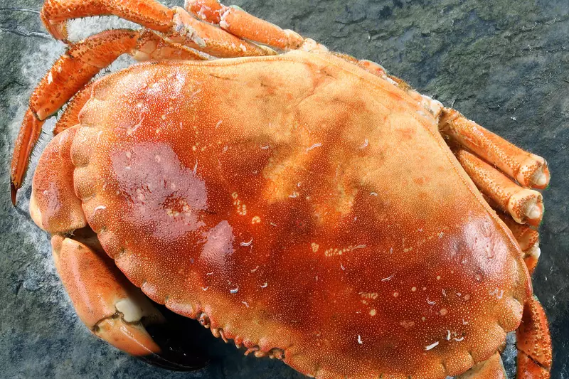 Crabe tourteaux cuits 400/600 g