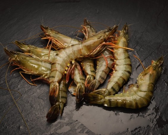 Black tiger 6/8 - 2 pièces – Sur plateau