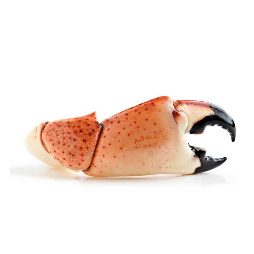 Pince de Tourteaux – Sur plateau